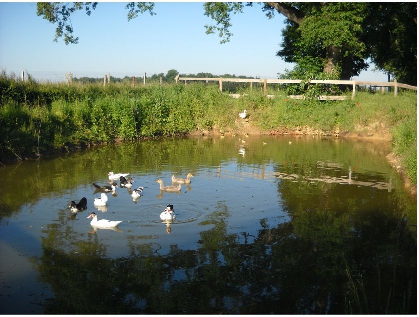 La Ferme du Catichon