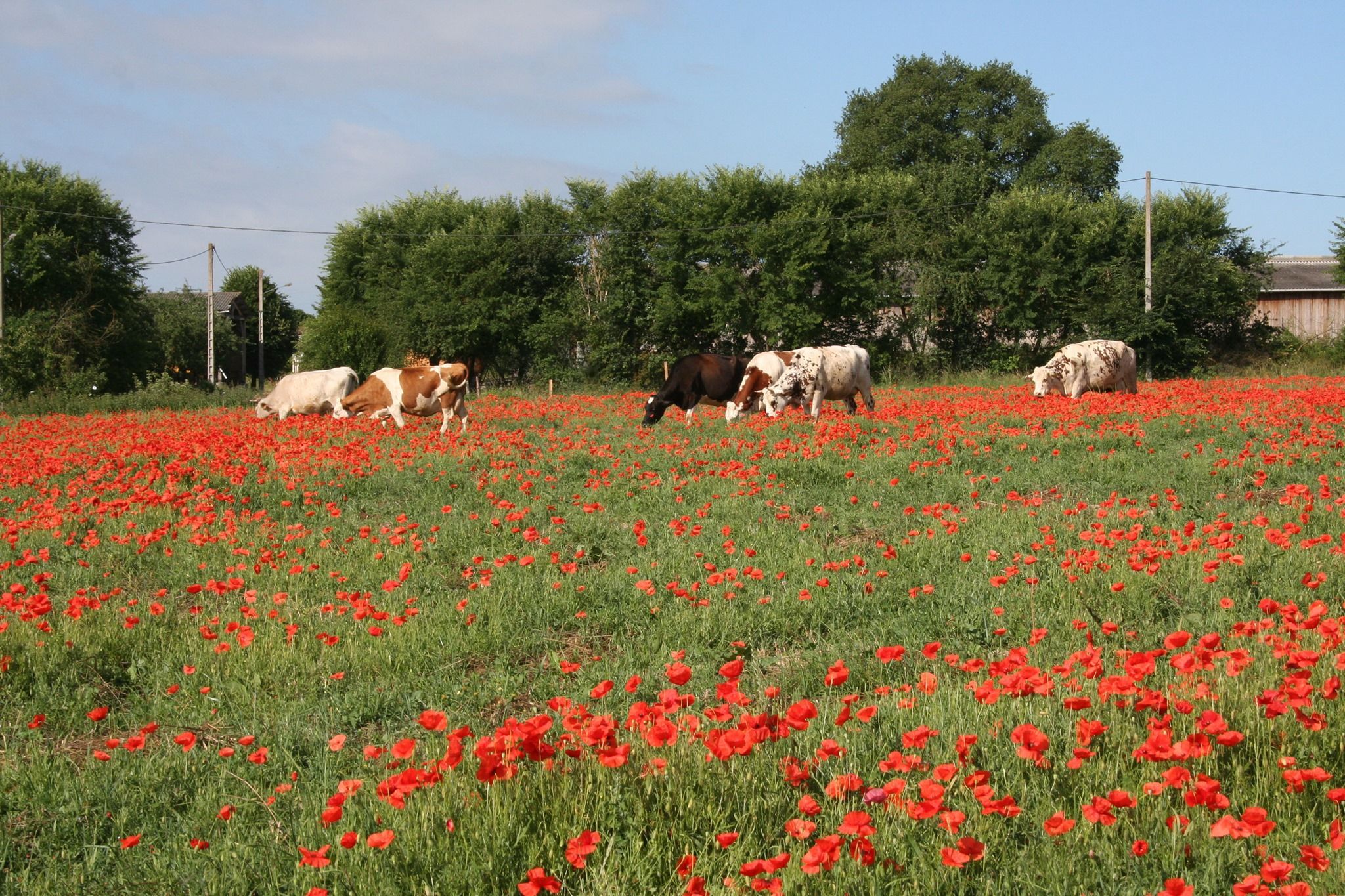 La ferme du Plessis Doré