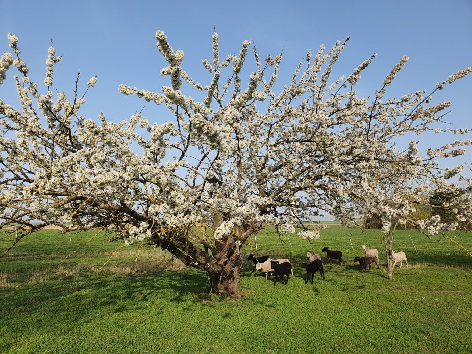 Tricotin - La ferme des p'tits bergers