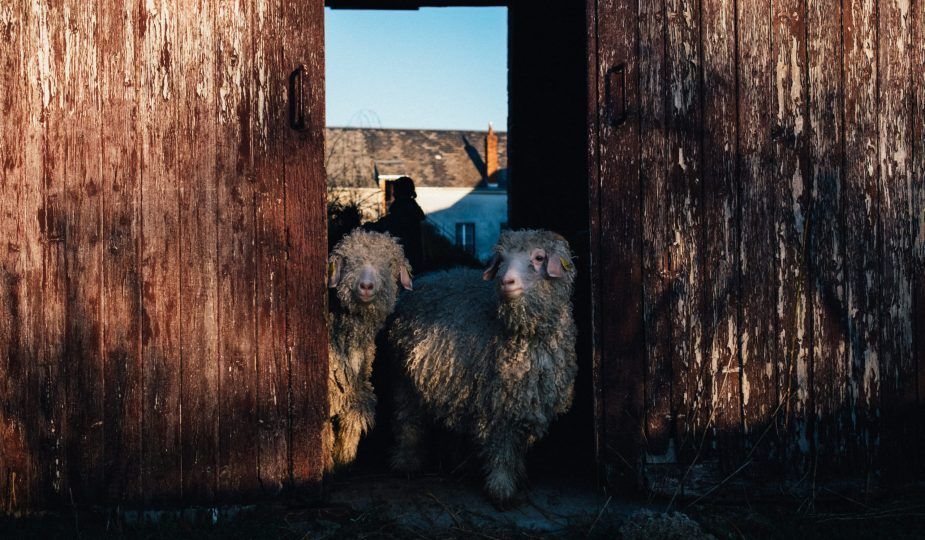 La Ferme des P'tits Bergers