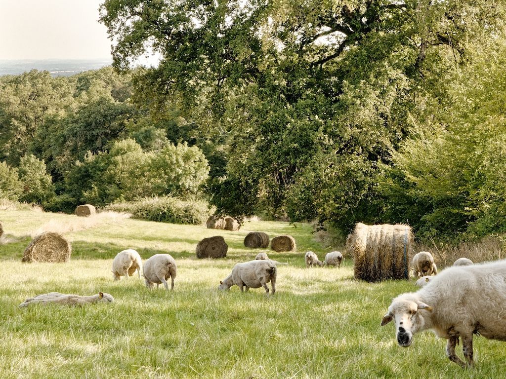 La Ferme des Ajoncs